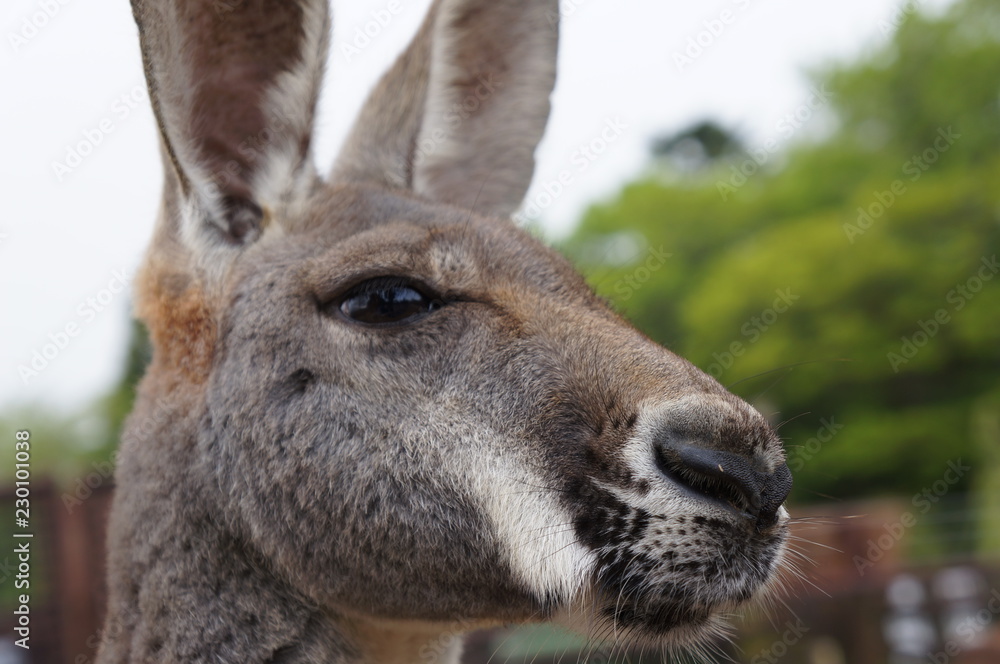 カンガルー カンガルー