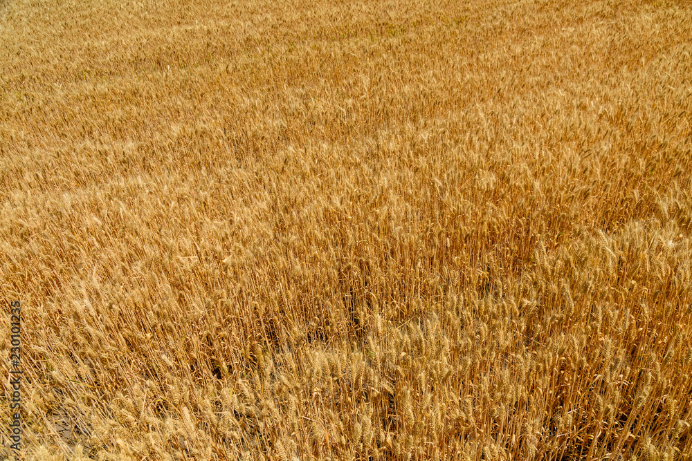 Fototapeta premium Background of the ripe yellow wheat. Agricultural concept