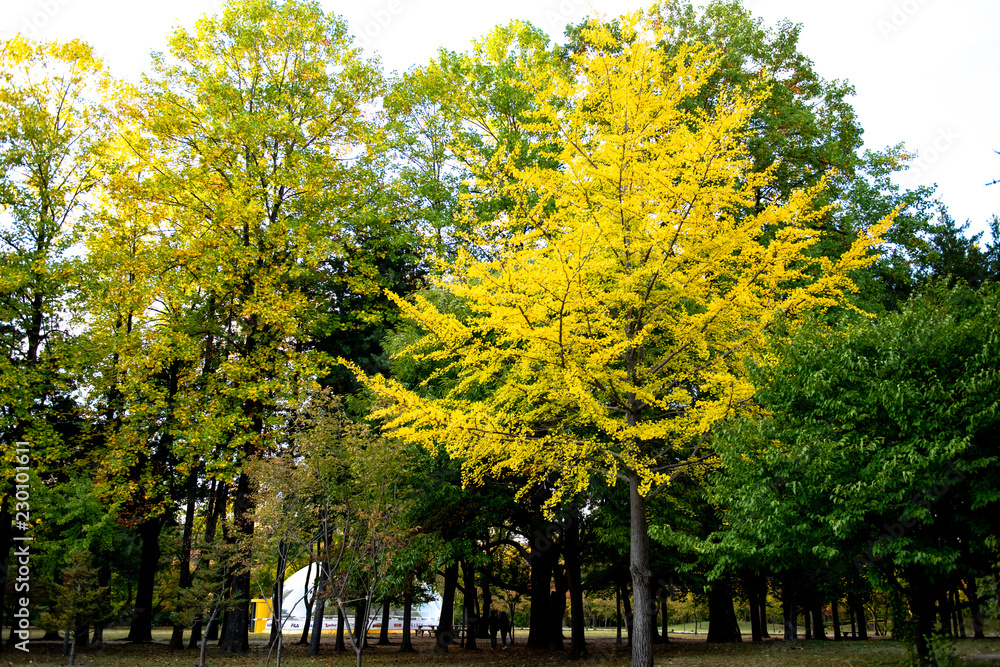Naklejka premium Colorful leaves,season changes.