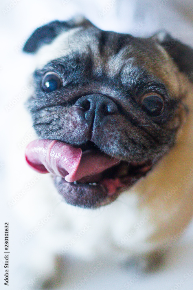 Obraz premium pug