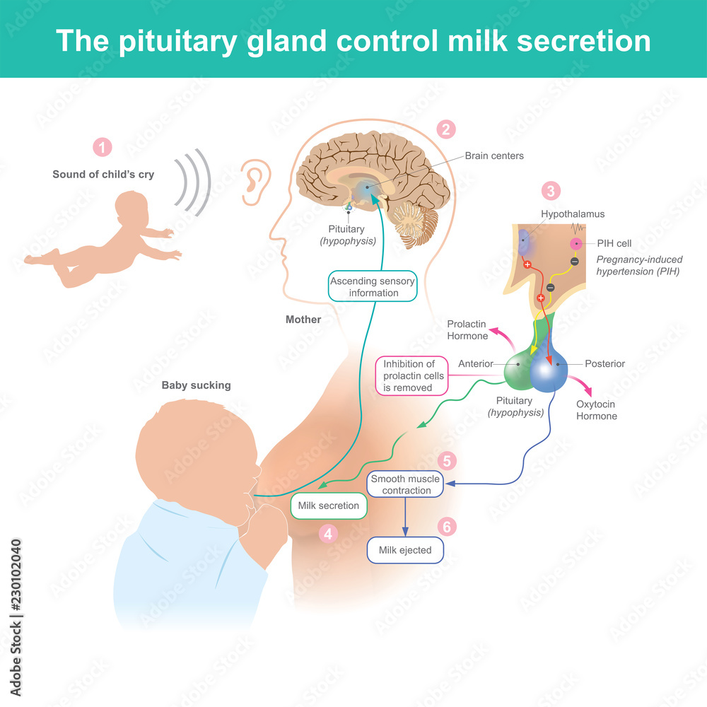The pituitary gland control milk secretion. When the mother hears the