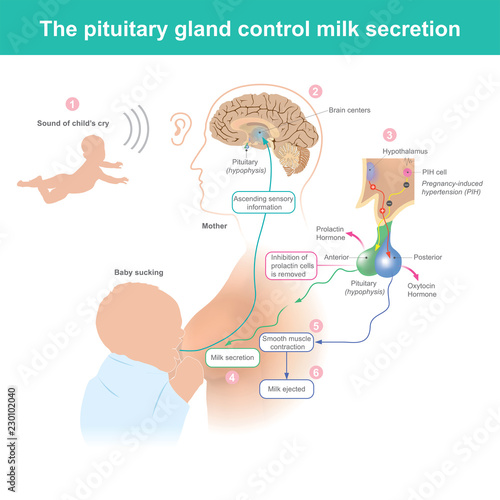 The pituitary gland control milk secretion. When the mother hears the baby cry. The brain activates pregnancy induced hypertension cell (PIH) supply milk to the breast.