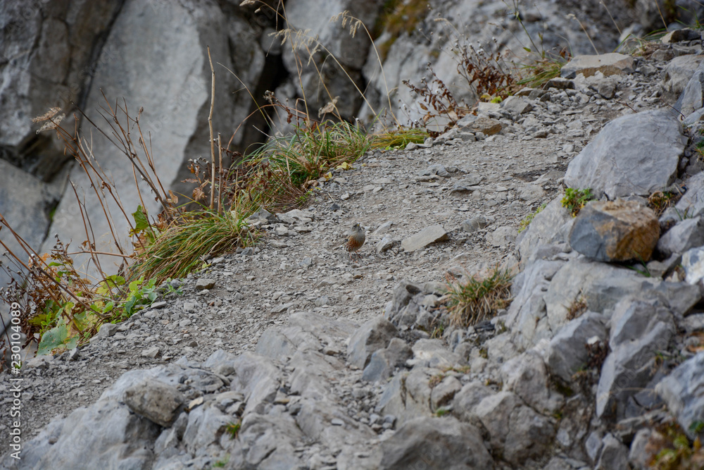 small bird in the alps on hiking trail small bird in the alps on hiking trail