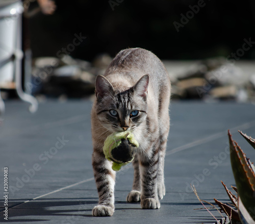Foto Snow Bengal British Cat Playing Fetch  Game