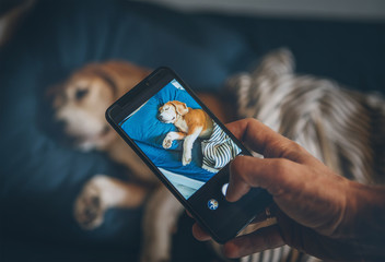 Beagle dog sleep in bed and his owner takes it photo with smartphone