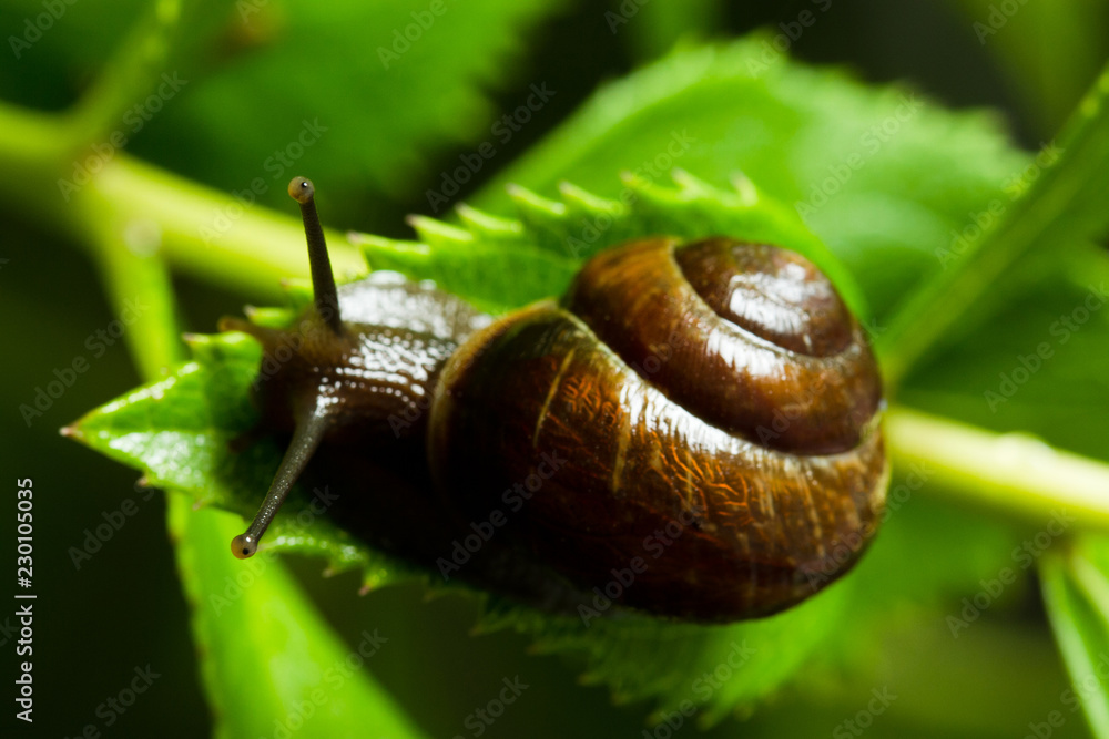 Snail crawling on green leaves close-up, defocusing Snail crawling on green leaves close-up, defocusing
