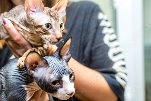Two kittens Cornish Rex and Sphinx in the hands of the hostess close-up