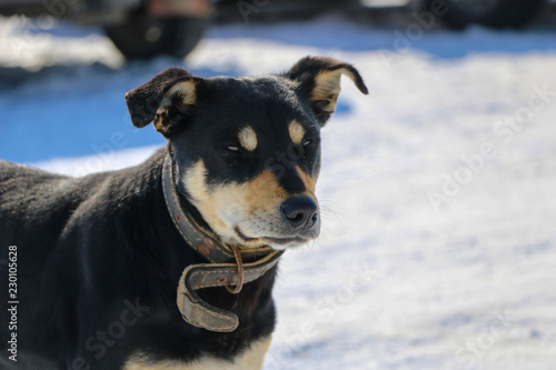 young dog with a collar in winter. A big black puppy freezes in a strong frosty day and blinks from the bright sun.