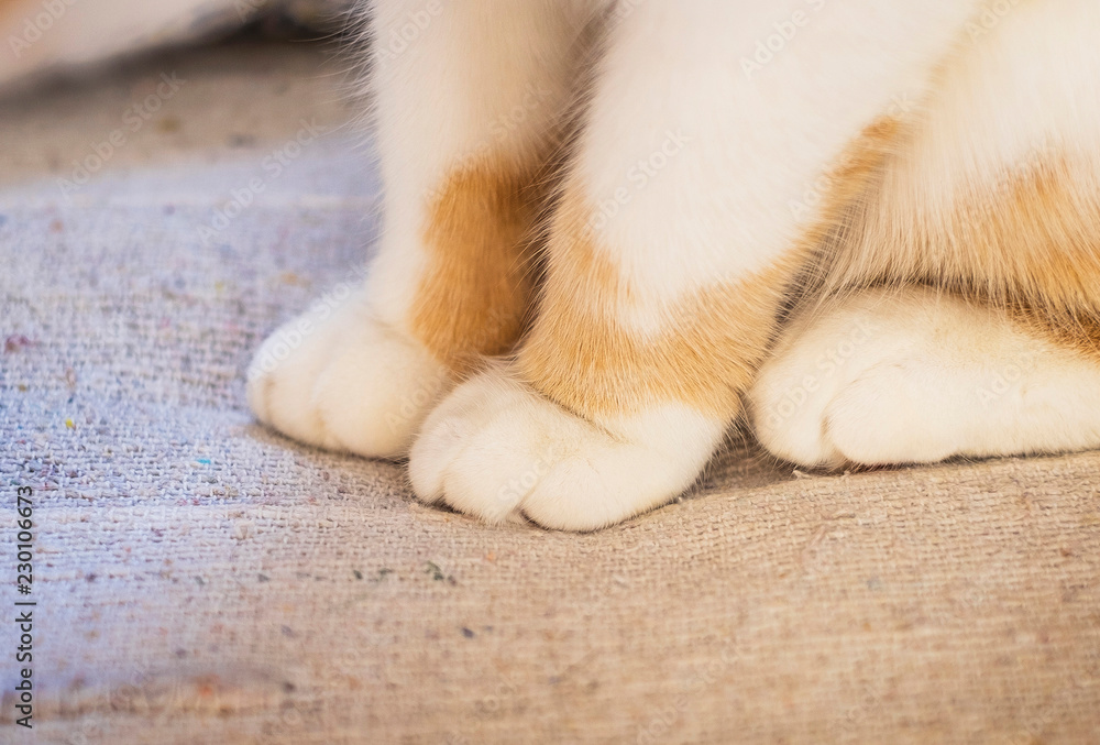 Cute soft cat's paws while sitting on the sofa Cute soft cat's paws while sitting on the sofa