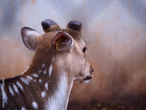 Facing Axis deer(Axis axis) photo