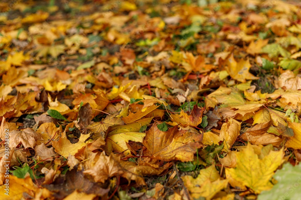 Fallen leaves of maple on the ground. Macro photo of yellow foliage in warm sun rays. Seasonal countryside concept. Tilt-shift effect. Soft focus autumn forest photography. Fallen leaves of maple on the ground. Macro photo of yellow foliage in warm sun rays. Seasonal countryside concept. Tilt-shift effect. Soft focus autumn forest photography.