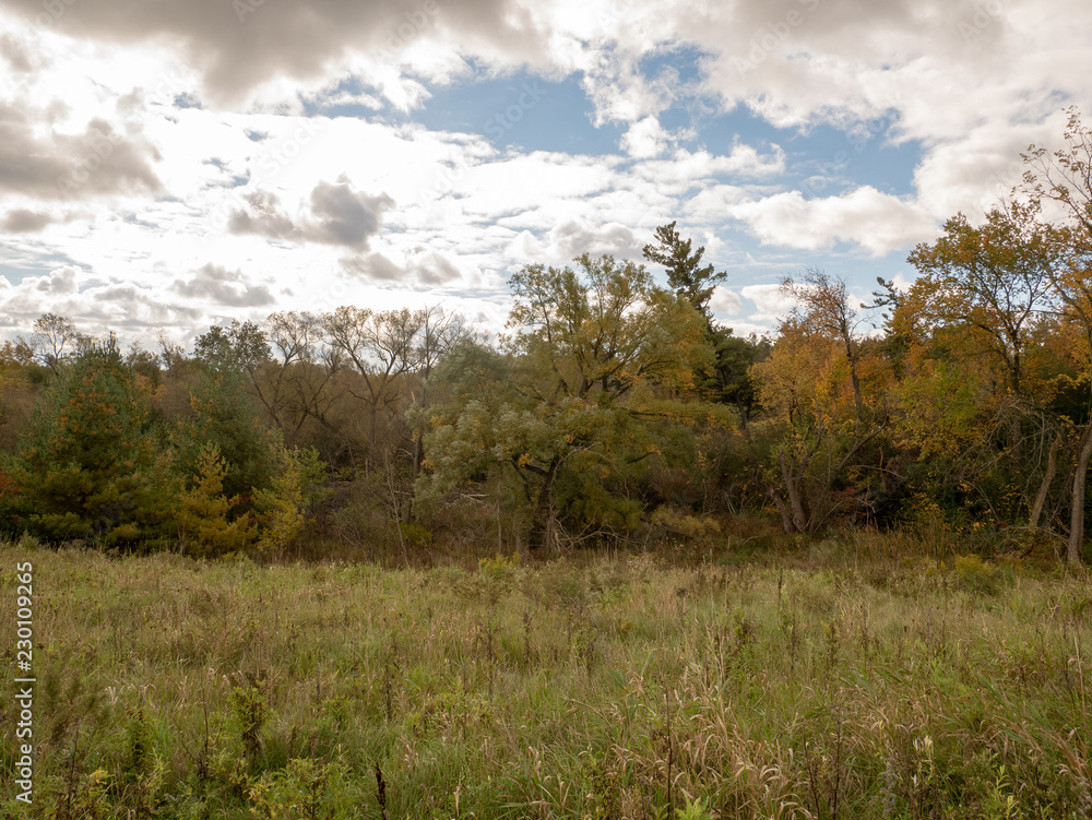 Fall Scene Fall Scene