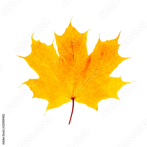 Macro golden yellow maple leaf isolated on white background. fall symbol weather. Botany flora concept