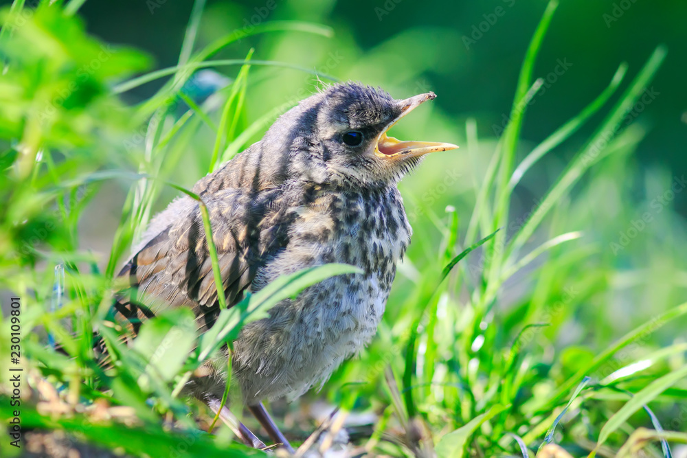 funny little bird the Blackbird is sitting in the green grass in the Park and sings a plaintive opening your mouth funny little bird the Blackbird is sitting in the green grass in the Park and sings a plaintive opening your mouth