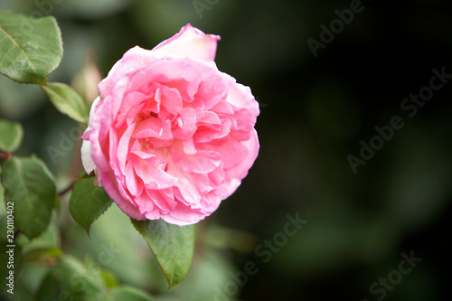 Obraz na płótnie Pink rose w salonie
