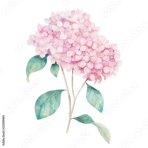 Naklejka na ścianę Akwarela ilustracja. Hortensja w kwiaty. Botaniczny na białym tle projekt