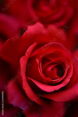 Beautiful red roses close up. Background for celebrations.