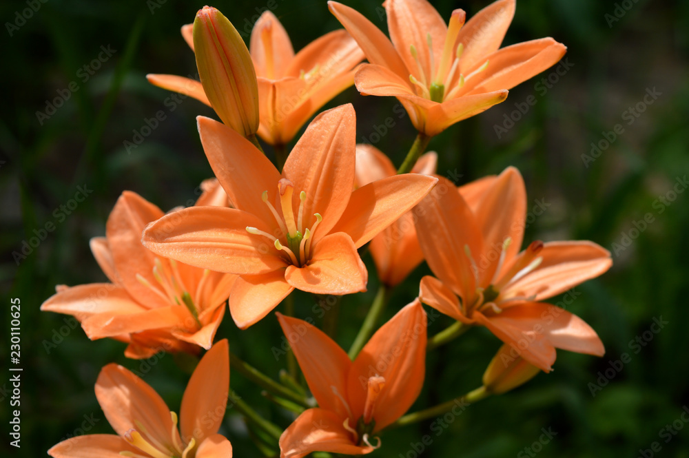 Fototapeta premium orange lily in garden