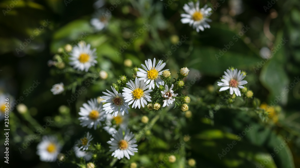 16x9 Close-up White Asters with Green Backgroun 16x9 Close-up White Asters with Green Backgroun