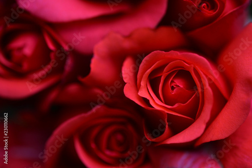 Beautiful red roses close up. Background for celebrations.