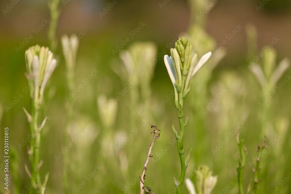 Polianthes tuberosa flower