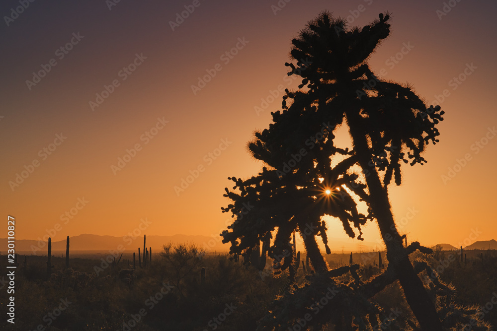 An Arizona Desert Sunset