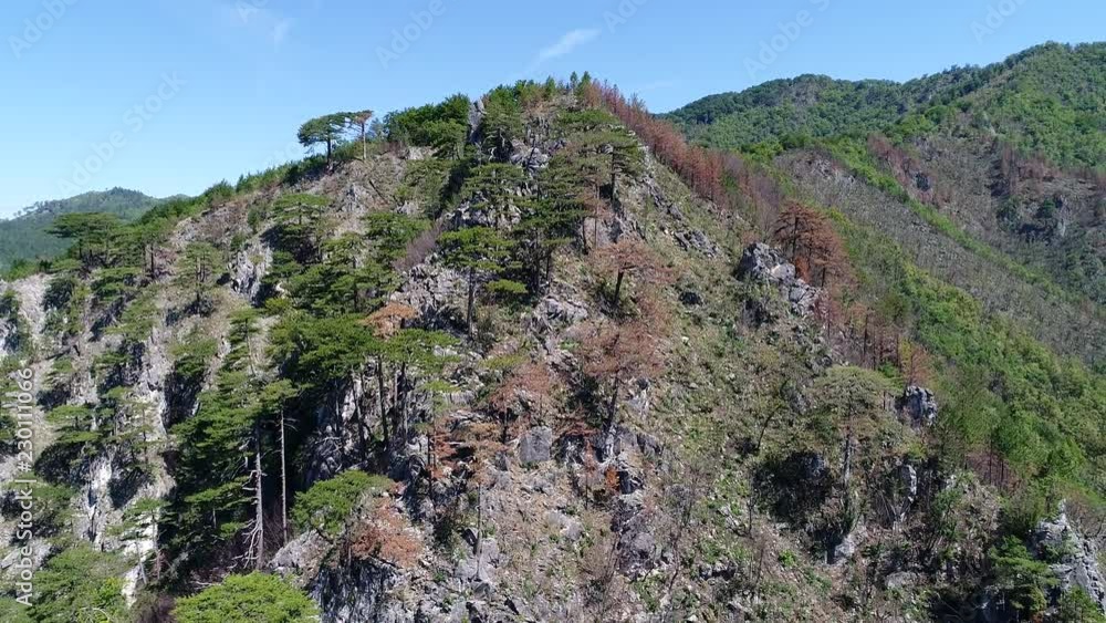 aerial drone flying over pine tree forest in wild nature mountains early morning sunrise in slow motion aerial drone flying over pine tree forest in wild nature mountains early morning sunrise in slow motion