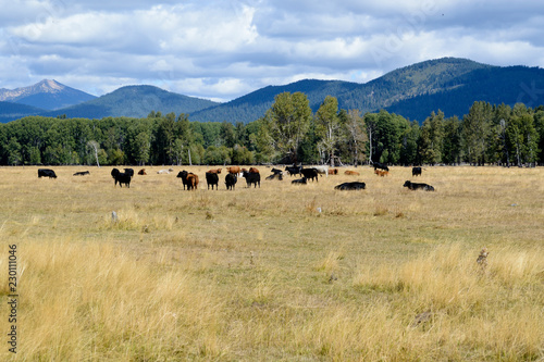 Grazing beef steers with mountains in the background