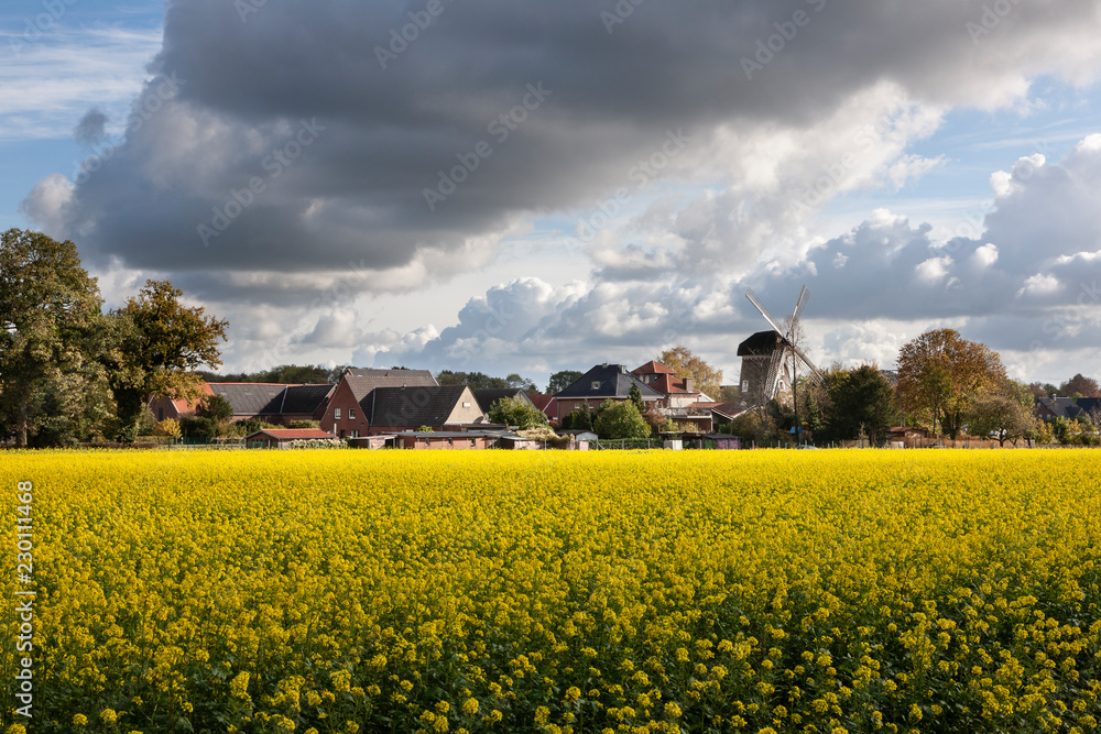 Senfpflanzenfeld mit Turmwindmühle in Raesfeld-Erle Senfpflanzenfeld mit Turmwindmühle in Raesfeld-Erle