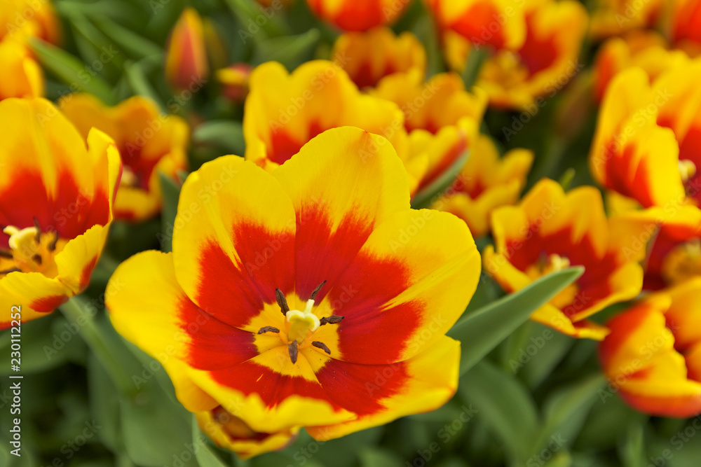 Tulips Flowers, Nature