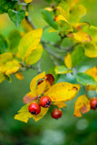 yellow and green leaves of plant, red berries, autumn background, season change