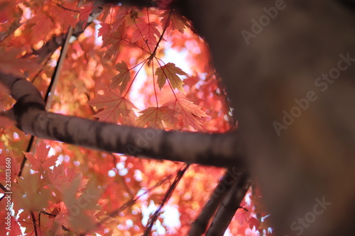 maple tree in the fall season
