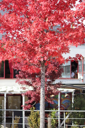 maple tree in the fall season