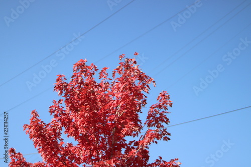 maple tree in the fall season