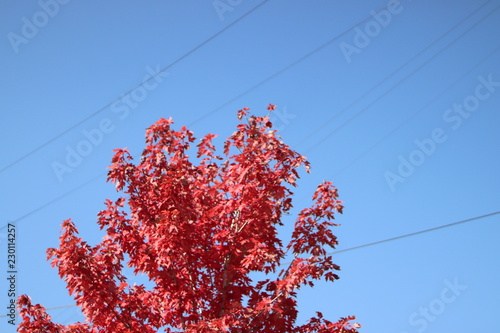 maple tree in the fall season
