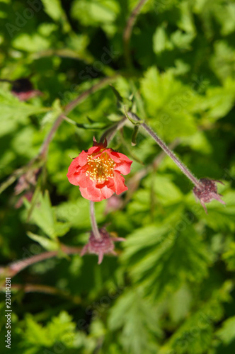 geum rivale or water avens red flower