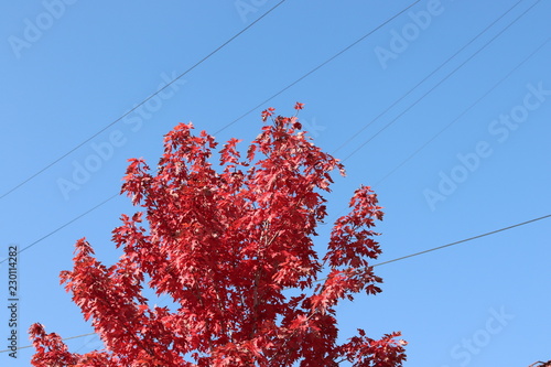 maple tree in the fall season