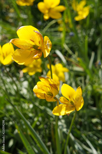 Fototapeta Naklejka Na Ścianę i Meble -  Tulipa sylvestris or wild tulip or woodland tulip yellow flowers