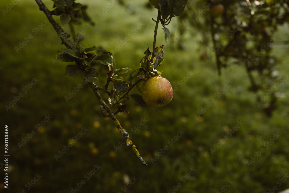 Obraz premium apple on a branch