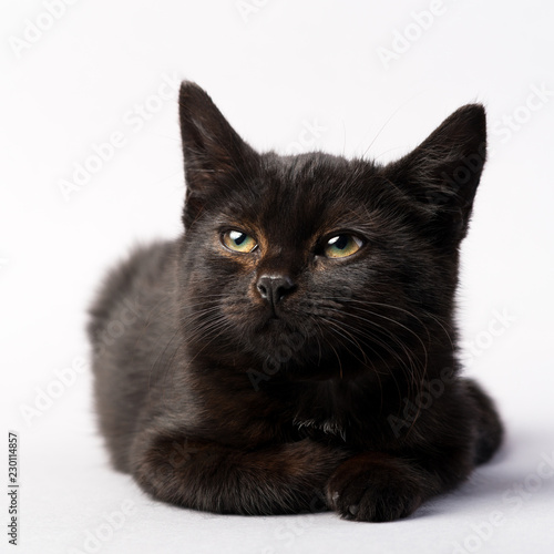 Black little kitten on a white background 