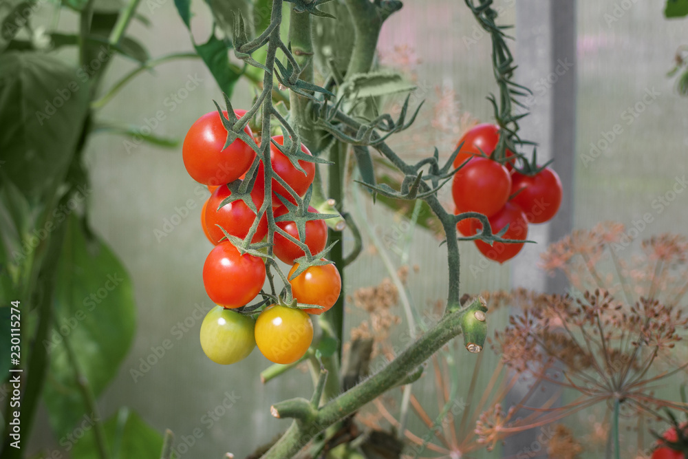 tomatoes on a branch tomatoes on a branch
