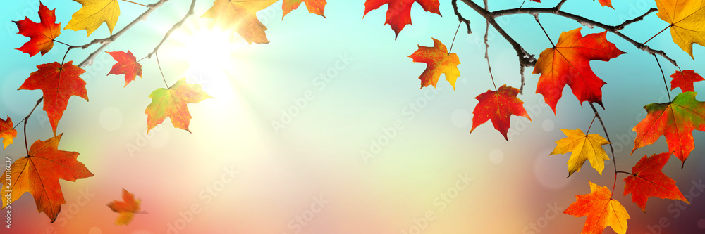 Obraz premium Autumn Background banner with Colorful Falling Leaves And Sunlight