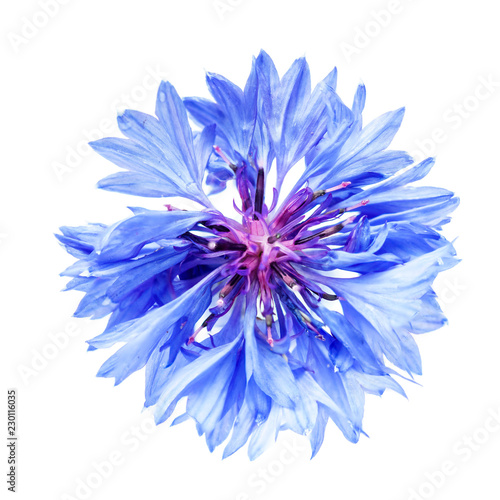 isolated cornflower blue on a white background © vinbergv