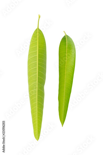 leaf mango isolated on white background