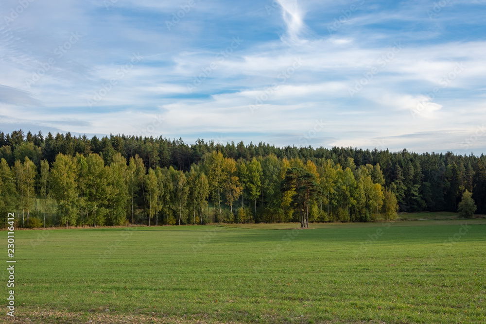 forest with field