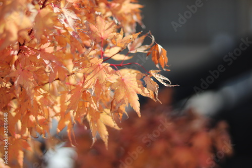 maple tree in the fall season