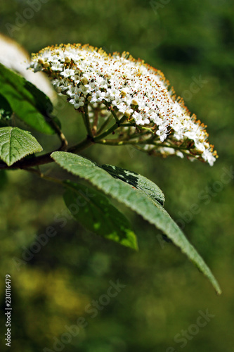 Wayfaring Tree (Viburnum lantana)