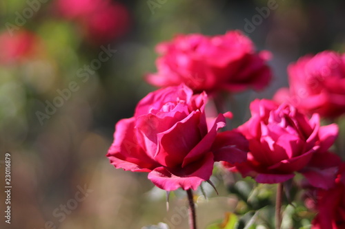 Pink roses in the garden