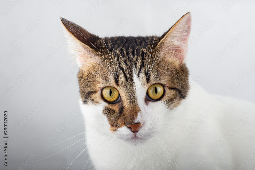gato primer plano gato primer plano