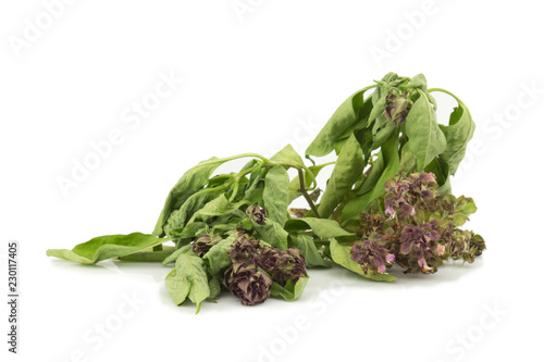Fotografija basil wither and dry isolated on white background